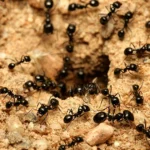 شركة مكافحة النمل الاسود بالرياض